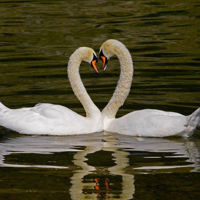 Лебеди на Леоновском пруду