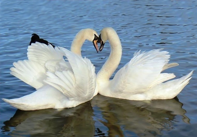 Лебеди сердечком
