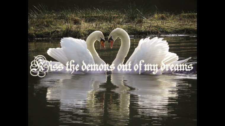 Пара белых лебедей