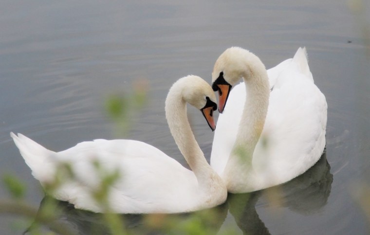 Лебедь шипун пара