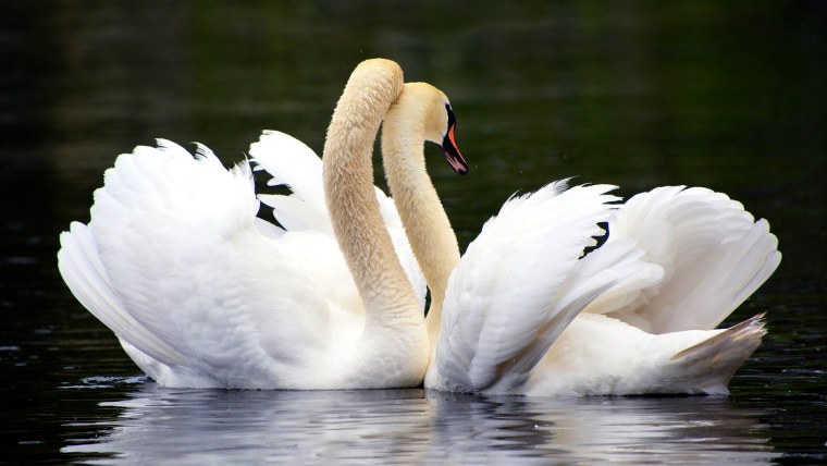Влюбленные лебеди