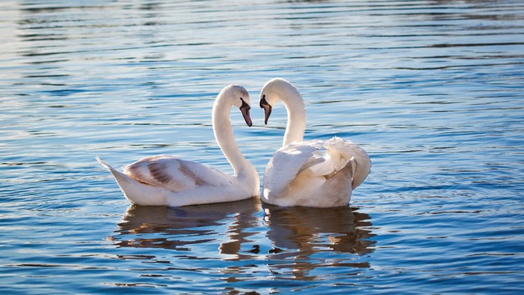 Лебеди (птицы)