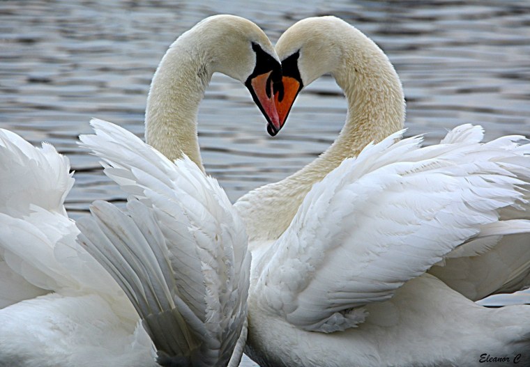 Лебеди (птицы)