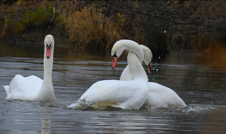 Обои лебеди