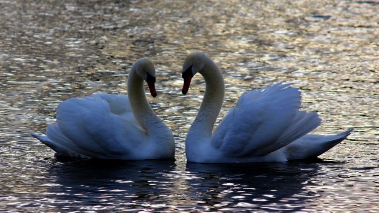 Лианозовский парк лебеди