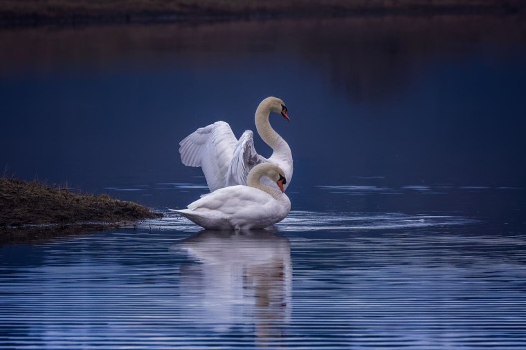 Лебеди на озере