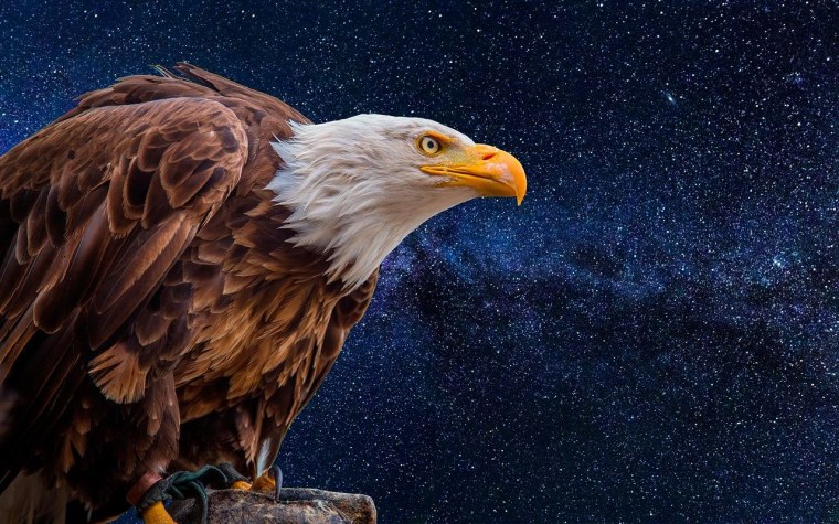 Орел на черном фоне