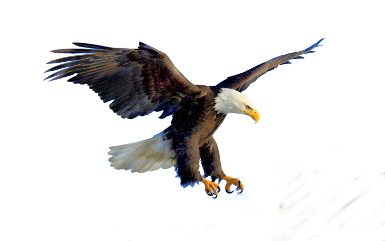 Орел на белом фоне