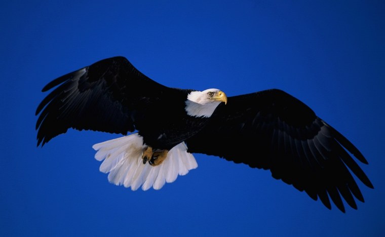 Орел на синем фоне