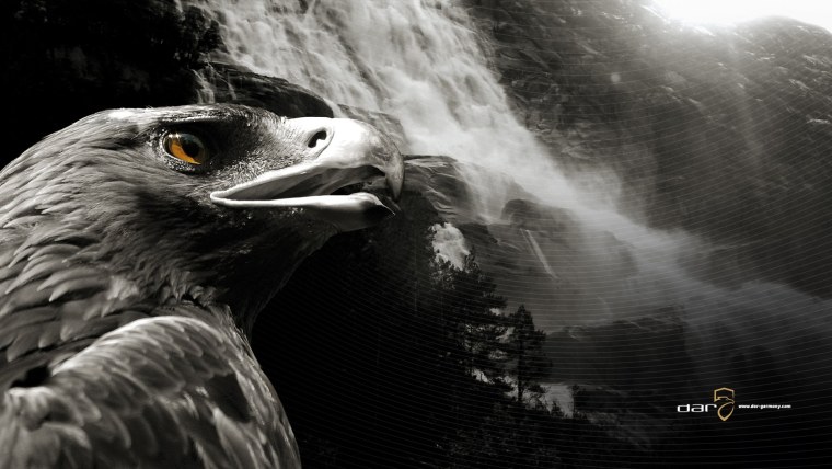 Орел на черном фоне