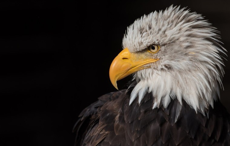 Летающие птицы на белом фоне