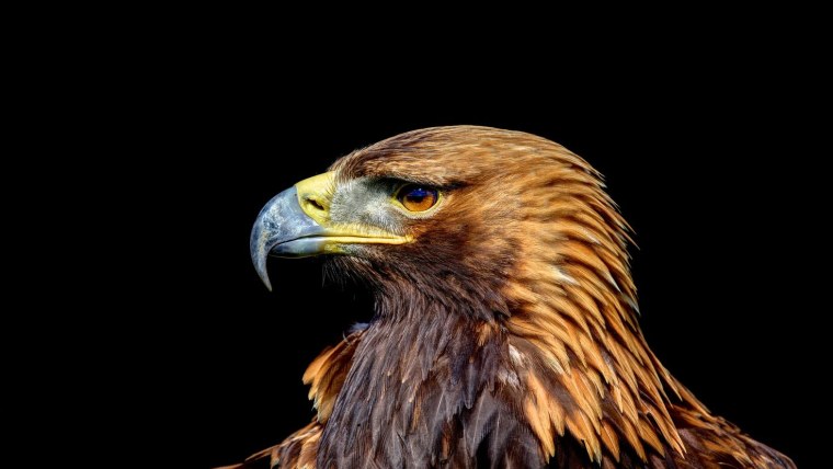 Страшный Орел