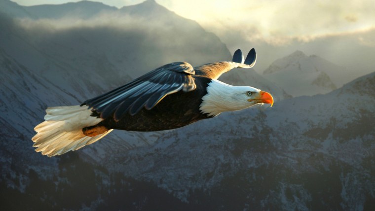 Орёл третьего рейха арт