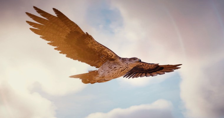 Орел и солнце