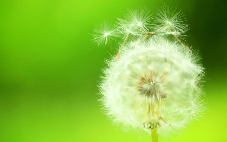 Обои одуванчики