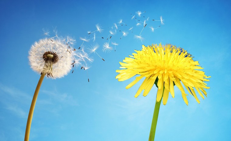 Одуванчик желтый и белый