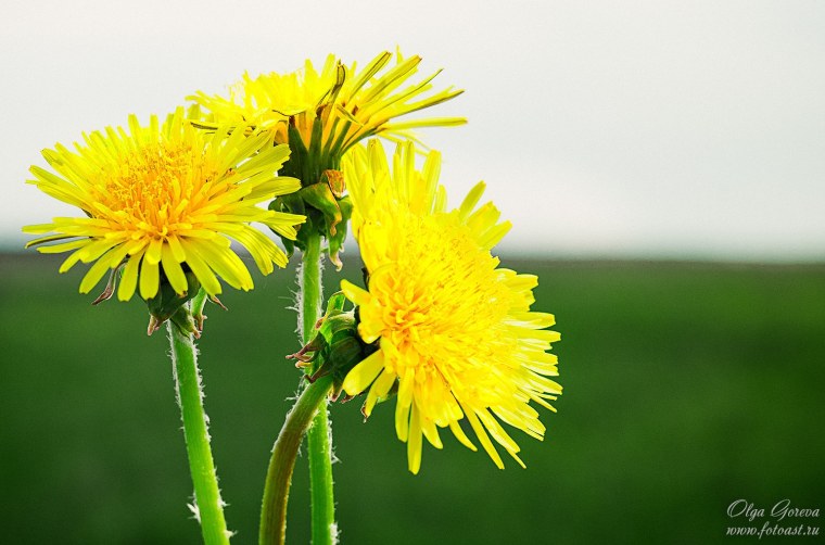 Фото одуванчика желтого