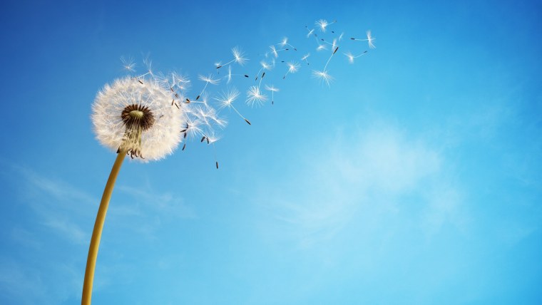 Одуванчики на фоне голубого неба