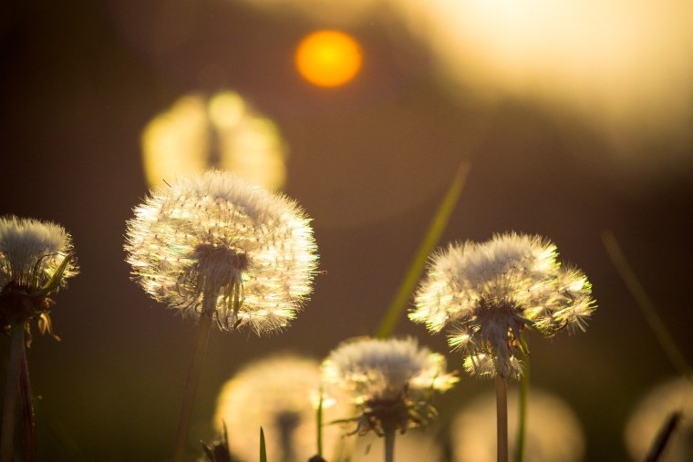 Одуванчик бежевый