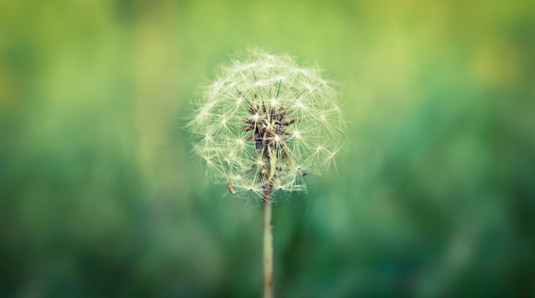 Обои одуванчики
