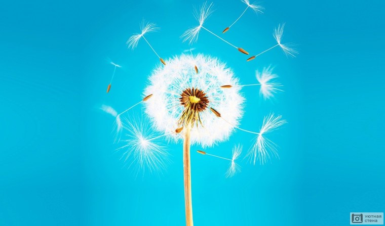 Фотообои одуванчик