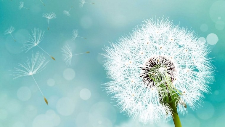 Одуванчик белый