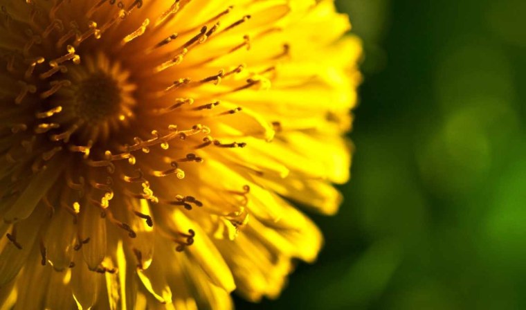 Красивый фон с ромашками