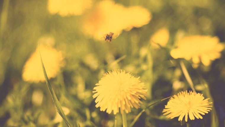 Одуванчики фото на рабочий стол