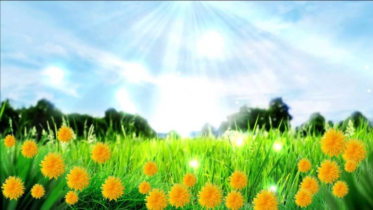 Поляна с одуванчиками для детей