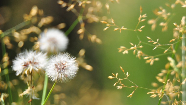 Обои одуванчики