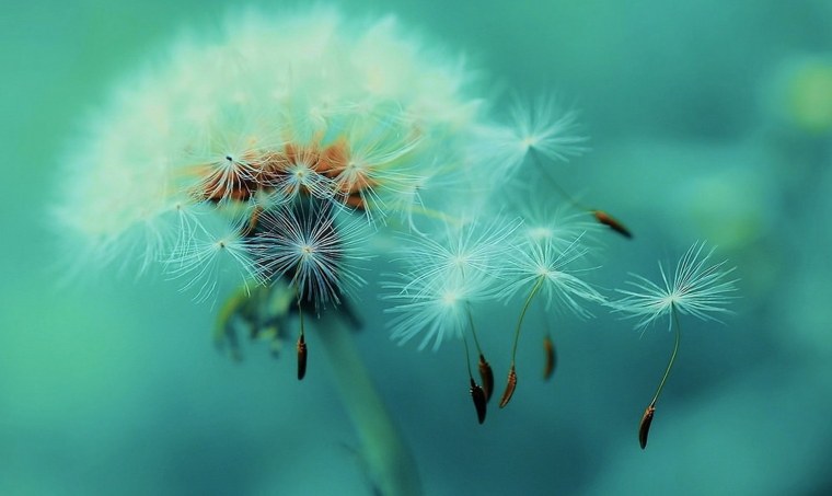 Красивые одуванчики