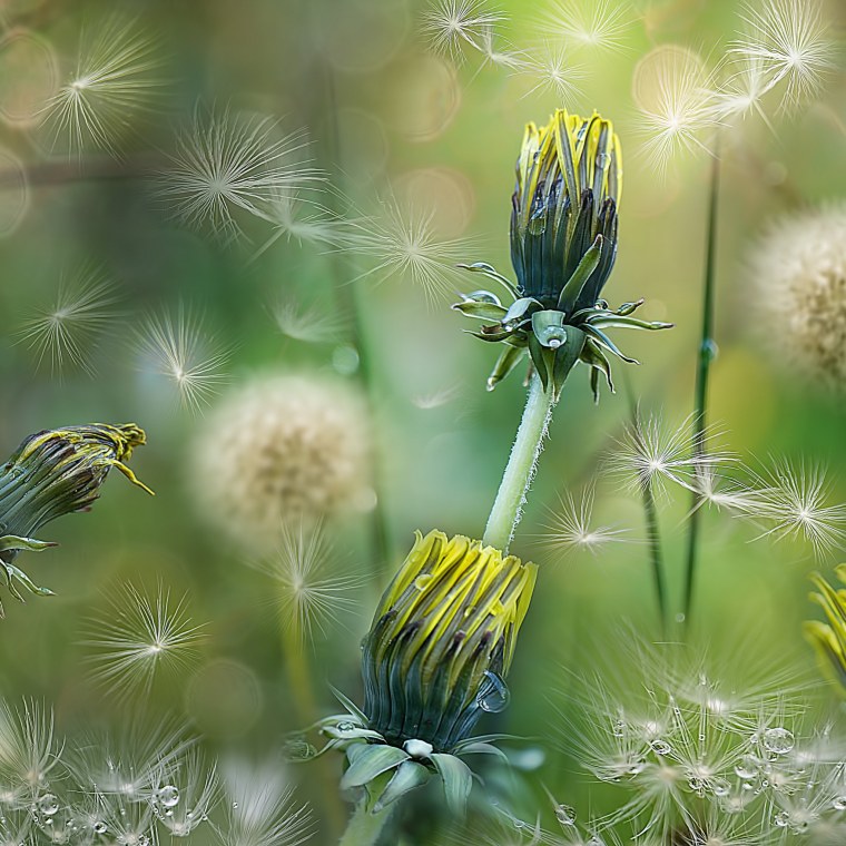 Разноцветные одуванчики