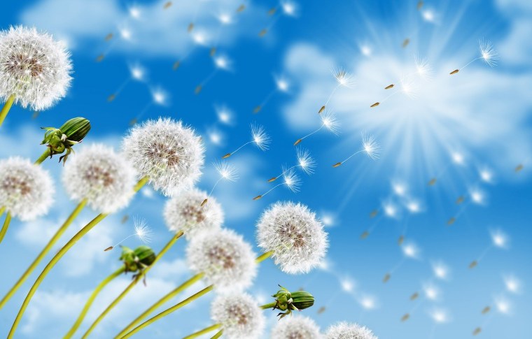 Одуванчик небо