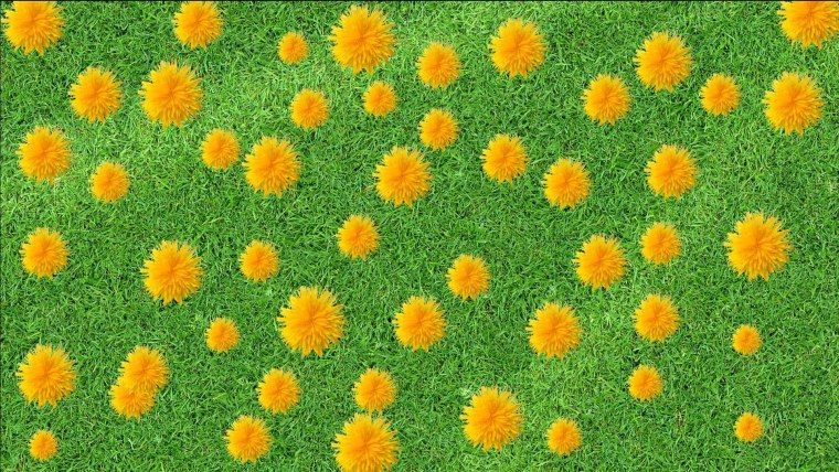 Цветочное поле вид сверху