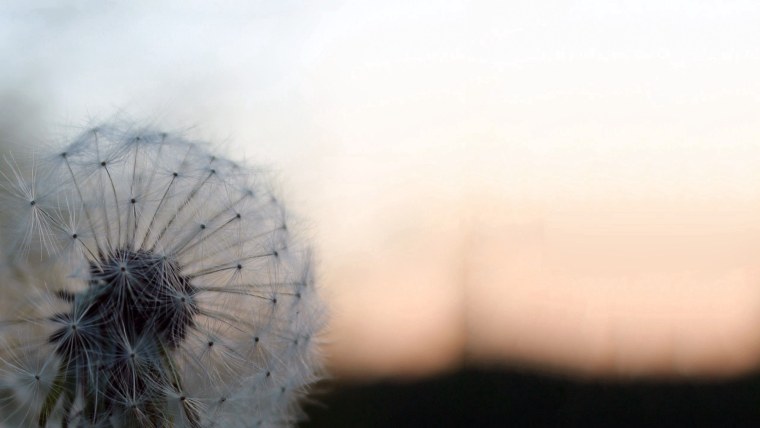 Полянка с одуванчиками