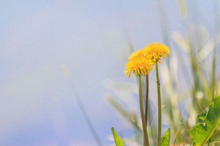 Одуванчик желтый