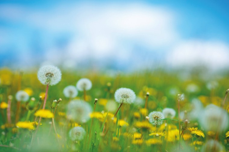 Поле белых одуванчиков