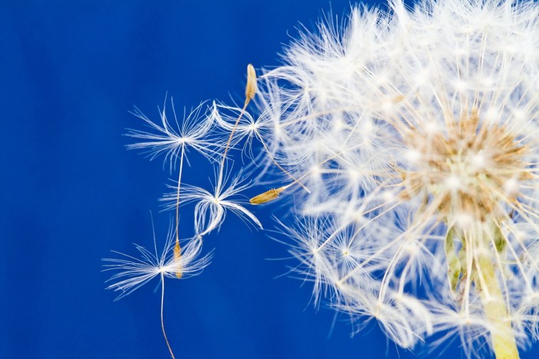 Одуванчики под дождем