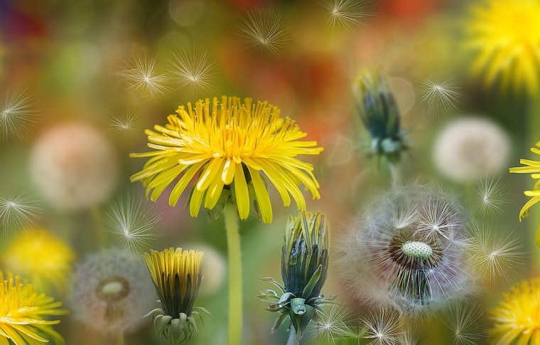 Одуванчик белый