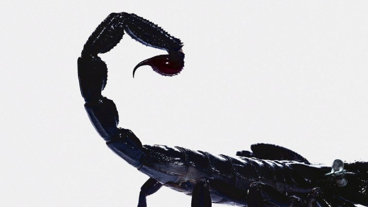 Скорпион на черном фоне