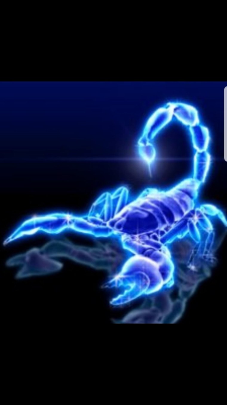 Скорпион картинки красивые