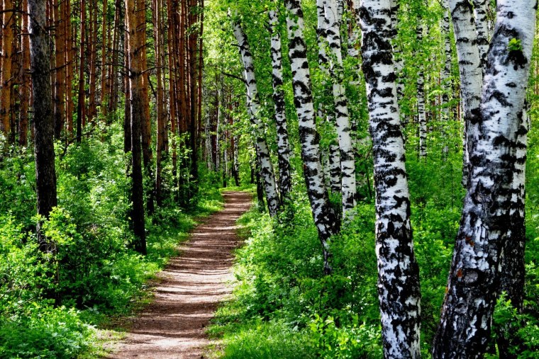 Красивый Сосновый лес