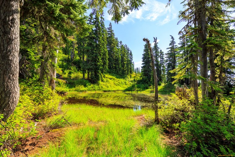 Красивая природа лес