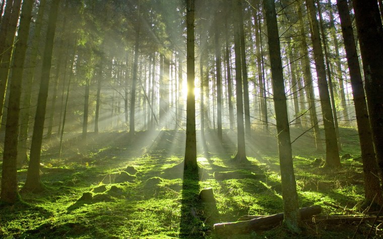 Хвойный лес