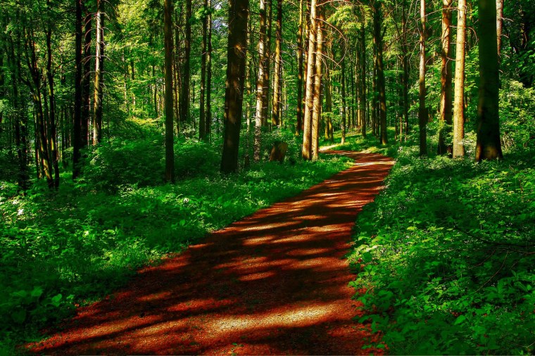 "Солнце в лесу"