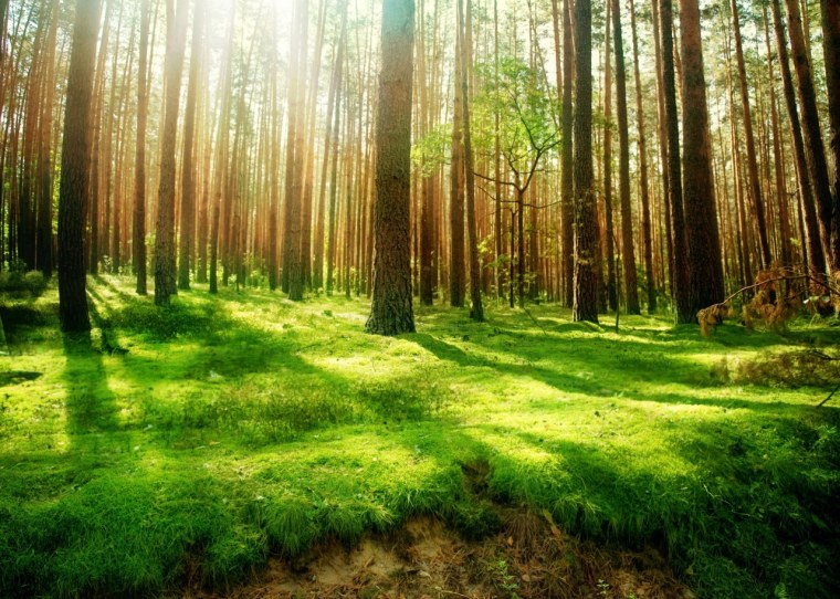 Красивые леса