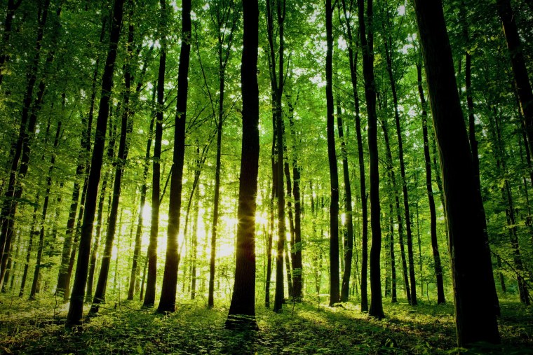 Природа лес