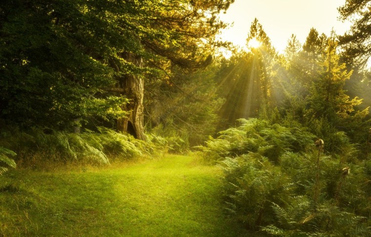 Красивые леса