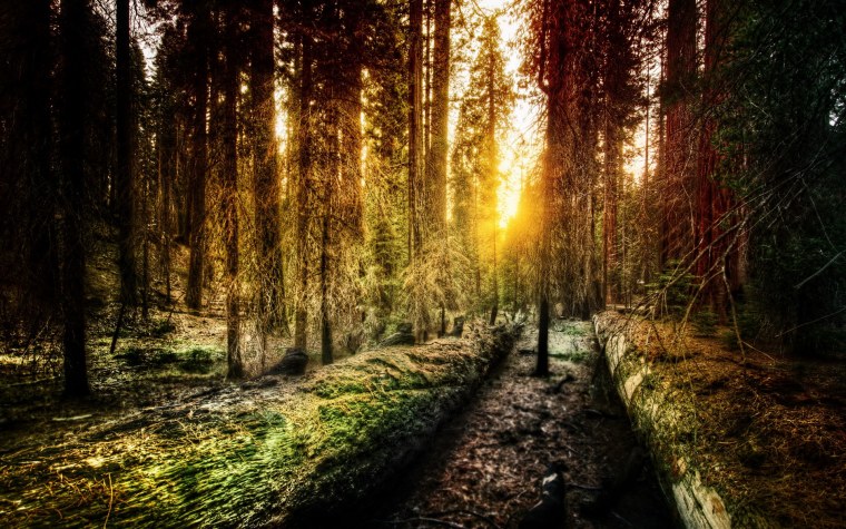 Утренний лес