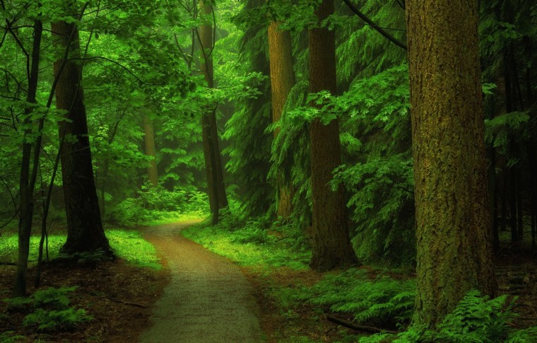 Березовая роща бойрок